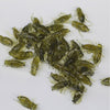 Soft Insect Cricket Realistic Bait Soft Lure