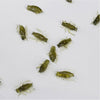 Soft Insect Cricket Realistic Bait Soft Lure